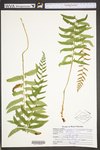 Polystichum acrostichoides