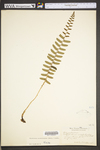 Polystichum acrostichoides