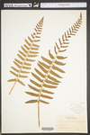 Polystichum acrostichoides