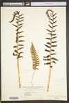 Polystichum acrostichoides