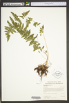 Woodsia obtusa ssp. obtusa