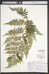 Athyrium filix-femina var. asplenioides