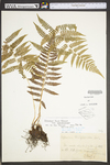 Athyrium filix-femina var. asplenioides
