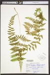 Cystopteris bulbifera