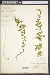 Cystopteris bulbifera