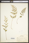 Cystopteris tenuis
