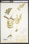 Cystopteris protrusa