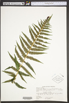 Deparia acrostichoides