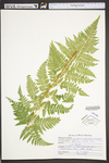 Dryopteris carthusiana