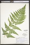 Dryopteris carthusiana