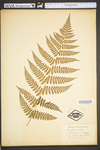 Dryopteris carthusiana