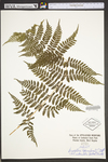 Dryopteris carthusiana