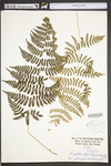 Dryopteris carthusiana