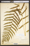 Deparia acrostichoides