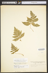 Dryopteris goldiana