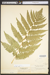 Dryopteris goldiana