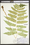 Dryopteris goldiana