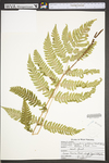 Dryopteris goldiana