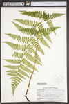 Dryopteris intermedia