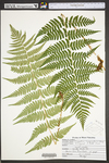 Dryopteris marginalis