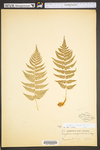 Dryopteris marginalis