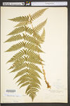 Dryopteris marginalis