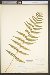 Dryopteris marginalis