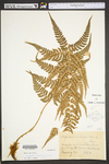 Dryopteris marginalis