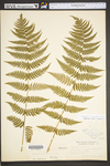 Dryopteris marginalis