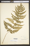 Dryopteris marginalis