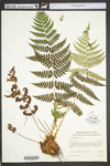 Dryopteris marginalis