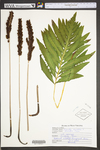 Onoclea sensibilis