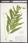 Onoclea sensibilis