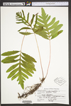 Onoclea sensibilis