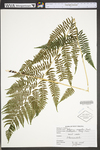Athyrium filix-femina var. angustum