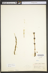 Equisetum arvense
