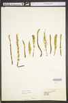 Equisetum arvense