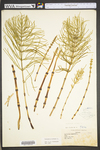 Equisetum arvense