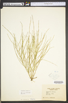 Equisetum arvense