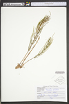 Equisetum arvense
