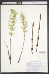 Equisetum arvense