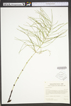 Equisetum arvense