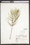 Equisetum arvense