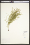 Equisetum arvense