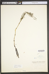 Equisetum arvense