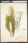 Equisetum arvense