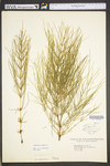 Equisetum arvense