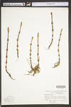Equisetum arvense