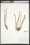 Equisetum arvense