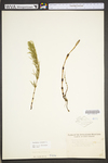 Equisetum arvense